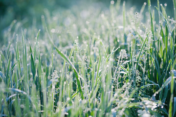 Morning grass at sunrise