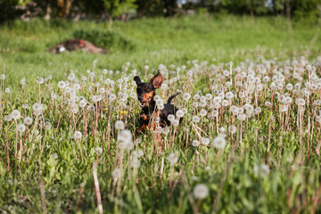 Dachshund runs dandelions