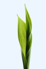 Leaves of lily of the valley