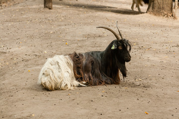 Brown goat