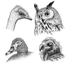 Naklejka premium realistic heads of wild birds