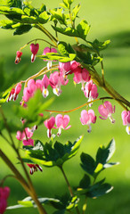 Bleeding Hearts in the Sun