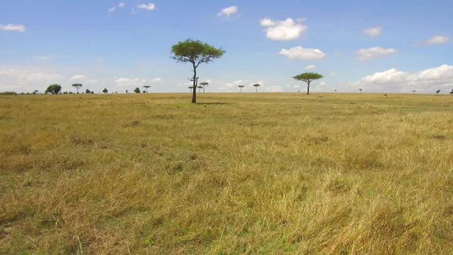 acacia trees in savanna at africa