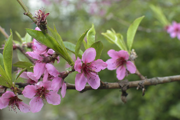 Peach blossom2