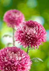 Image of beautiful flower aster close-up.