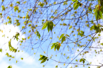 Fresh green leaves