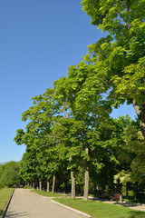 Alley of Novodevichy Park in Moscow, Russia