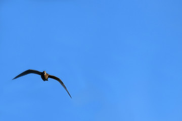 Eurasian curlew (Numenius arquata) flying on clear blue sky