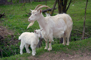 White goat and kid