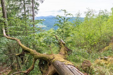 Bayerischer Wald im Frühling mit Panorama Blick auf die schöne Landschaft