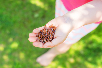 enfant plantant des haricots
