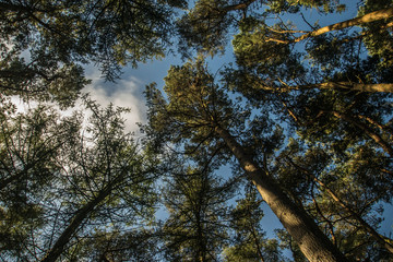 Trees to Please