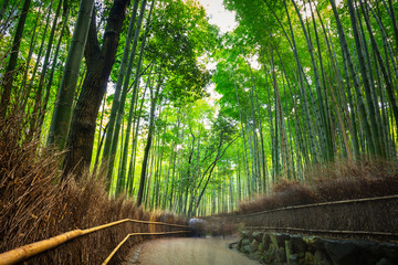 Fototapeta premium Bamboo forest of Arashiyama near Kyoto, Japan