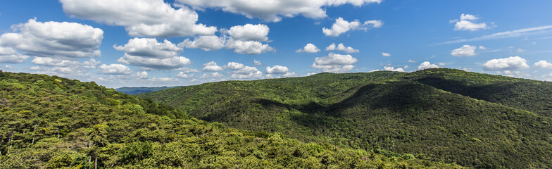 Obraz premium hill covered with green forest 