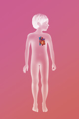 Heart, illustration
