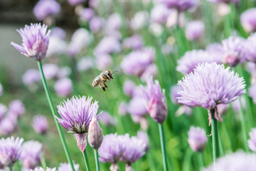 Fototapeta premium Fliegende Honig Biene mit blühende Schnittlauch Blüten