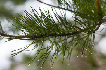 Spruce branches during the rain