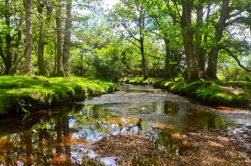 forest in New Forest