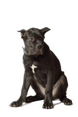 Puppy age 3 months of Cane Corso breed of black color, isolated on white