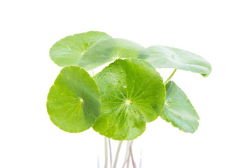 gotu kola leaves