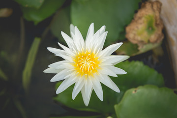 Beautiful Thai Lotus in the pond.