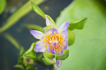 Beautiful Thai Lotus in the pond.