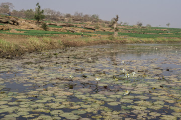 Dogon agriculture - Mali 