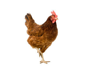 brown hen isolated on white, copy space,clipping path