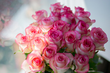 Roses, lit by the sun, bokeh