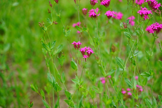 Pink  flower.JPG