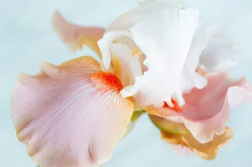 Crédence de cuisine en verre imprimé Iris Beau plan rapproché de fleur d& 39 iris barbu australien