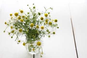 chamomile