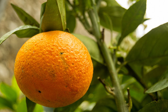orange fruits on trees with green leaves