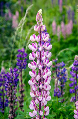 Pink lupine in bloom