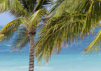 Fototapeta na wymiar Palm tree leaves against the turquoise sea water.