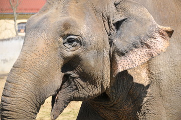 Fototapeta premium Elephant Smile