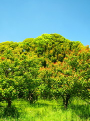 Fototapeta premium 豊後梅の木と森風景