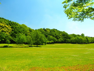 Fototapeta na wymiar 初夏の草原と林風景