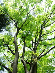 新緑の欅