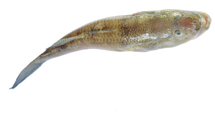 fish isolated