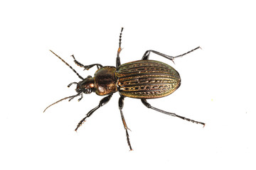 Beetle (Carabus ullrichii) on a white background