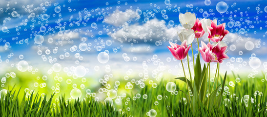 Image of flowers in the grass against the sky background closeup