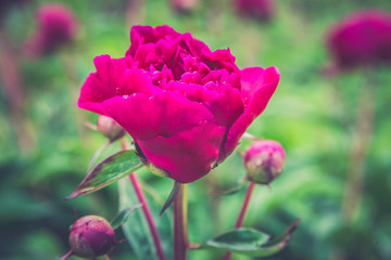 floral wallpaper, background from flower petals. Trendy color. Bloom love concept. Card, text place, copy space.