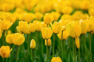 Obraz premium Glade with yellow tulips.