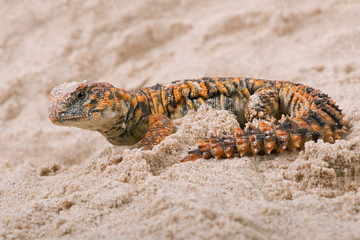 Fototapeta premium Saharan Spiny Tailed Lizard (Uromastyx geyri)/Uromastyx Geyri lizard in sand