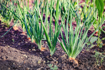 An onion patch. Growing green onion stalks in the vegetable garden in summer day. Selective focus