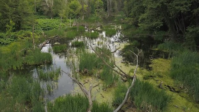 A swamp with green grass and fallen trees. Aerial view