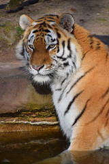 Close up portrait of Siberian Amur tiger