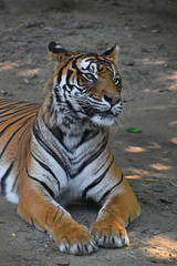 Close up of Sumatran tiger laying on the ground