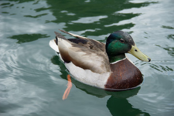 Male Duck